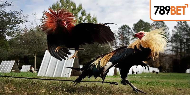 Bật mí mẹo chơi tất thắng từ lão làng