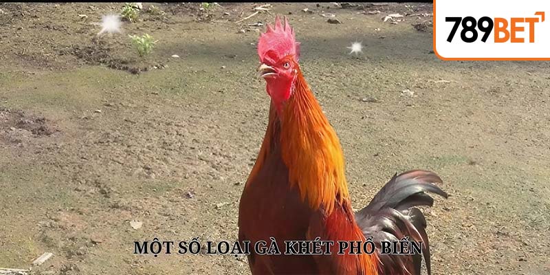 Có đa dạng các loại gà khét trên thị trường hiện nay